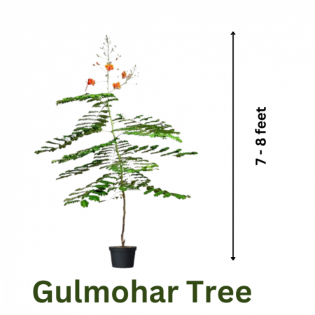 Gulmohar Tree Red Color with 7 - 8 feet height