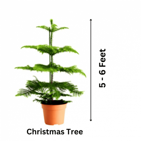 Christmas Tree Plant (5- 6 feet)