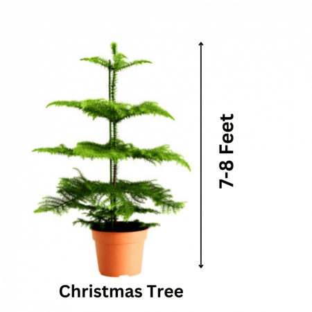 Christmas Tree Plant (7- 8 feet)