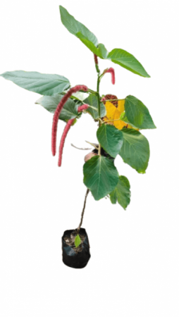 Acalipha Hispida ( Cat's Tail Plant )
