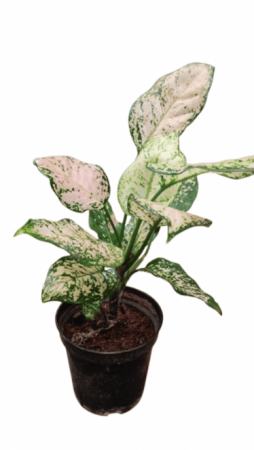 Aglaonema Etta Rose wit 4 inch pot