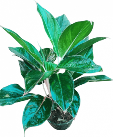 Aglaonema Green With 4 inch pot