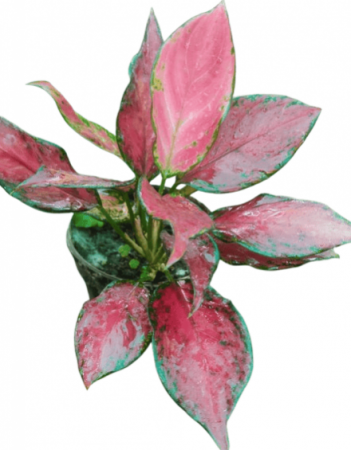 Aglaonema Red Plant with 4 