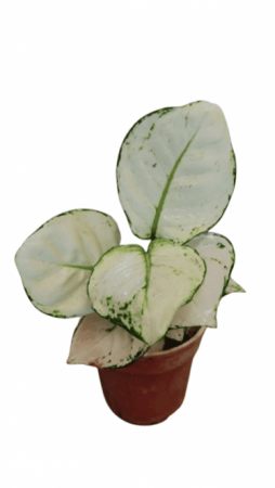 Alaonema Super White With 4inch pot