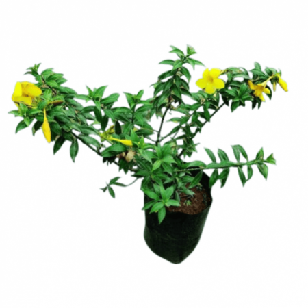 Allamanda Plant Yellow