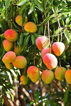 Alphonso Mango Fruit Plant with nursery cover