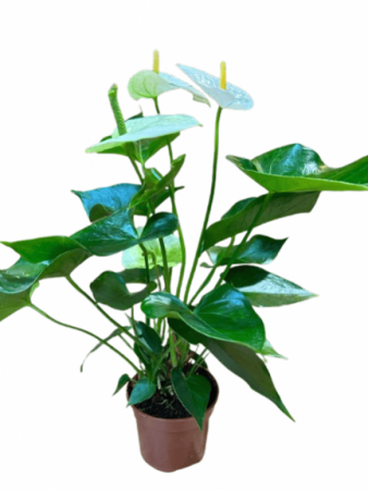 Anthurium (White) with 4 inch pot