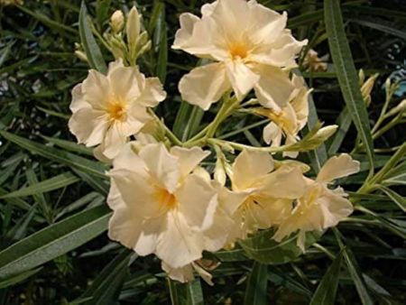 Arali FLower Plant Yellow color with nursery cover