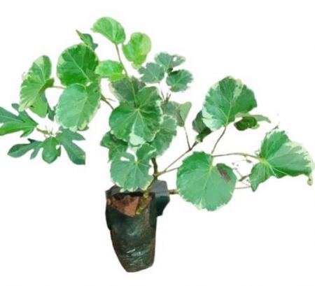 Aralia Balfour Light Green Round leaf with nursery cover