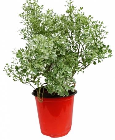 Aralia Variegated Plant with 4 inch pot