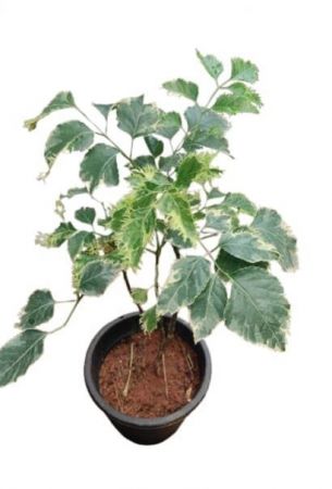 Aralia  Light Green Yellow border leaf with nursery cover