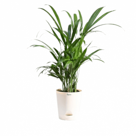 Areca Palm Plant 4 feet with nursery cover