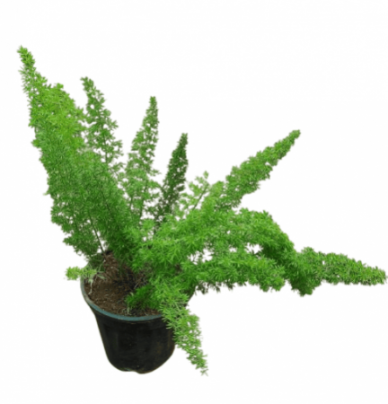Asparagus mayuri plant with 5 inch pot
