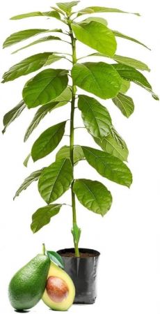 Avacado Fruit Plant