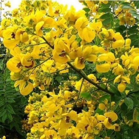 Avarampoo Plant with nursery cover