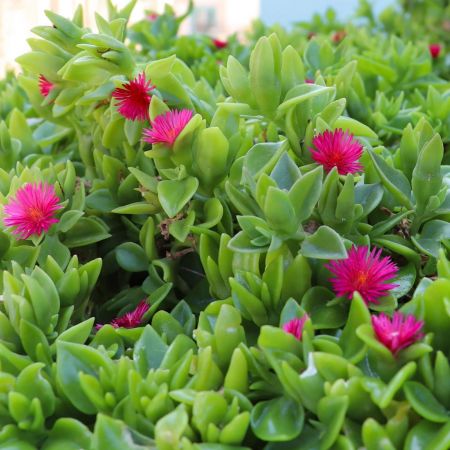 Baby Sun rose plant with nusery cover