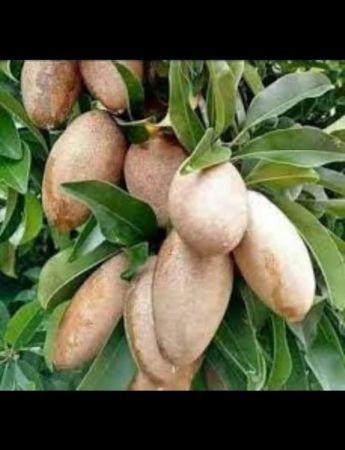 Banana Sapota Plant with nursery cover
