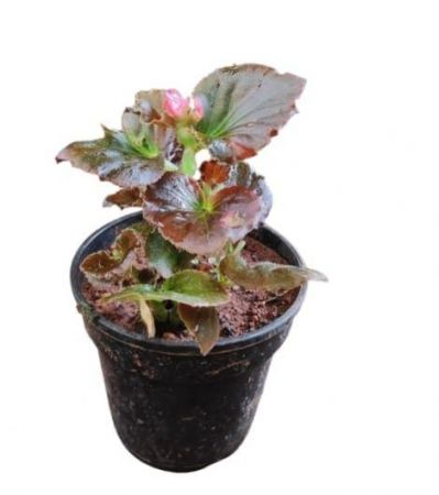 Begonia Flower Pink Plant