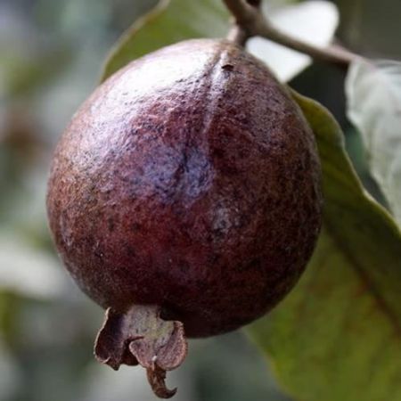Black Guava Plant with nursery cover