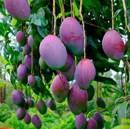 Black Mango Plant with nursery cover