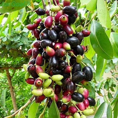 Black naaval fruit Plant with nursery cover