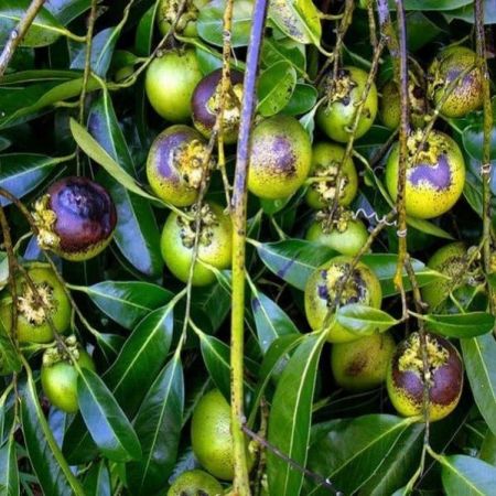 Black Sapota Plant with nursery cover
