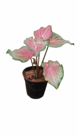 Caladium Bold N Beautiful Plant