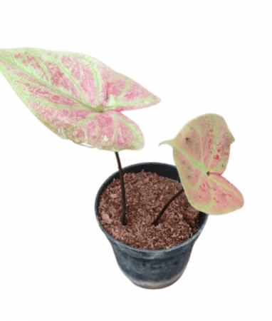 Caladium Bottle Rocket Plant with 4 inch pot