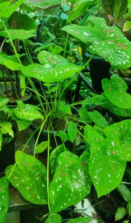 Caladium Florida Bicolor Plant