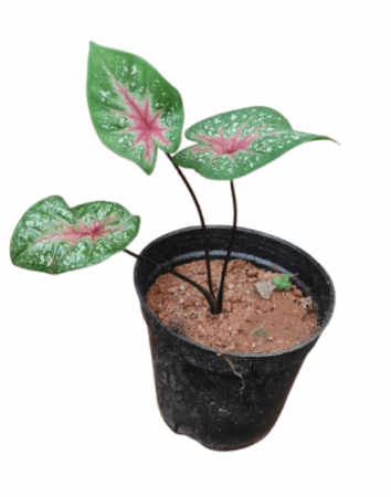 Caladium Heart Fast Flash Plant with 4 inch pot
