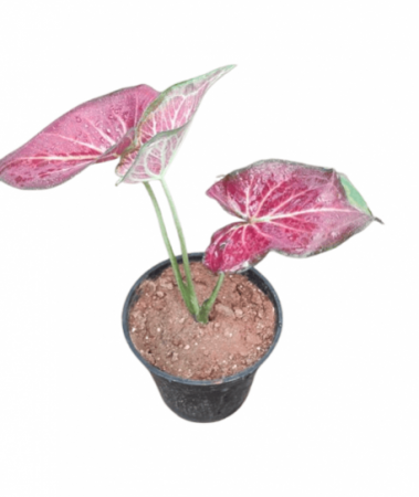 Caladium red with viens Plant with 4 inch pot