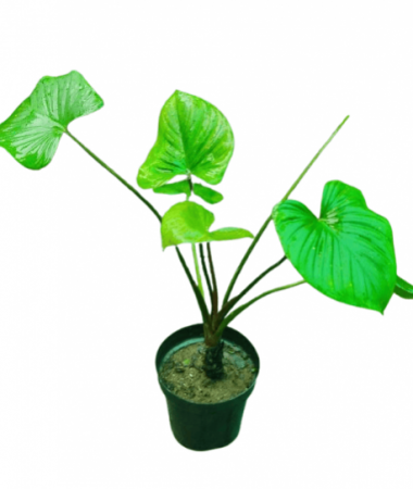 Caladium Light Green Plant