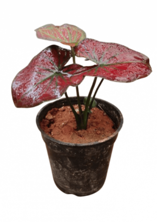 Caladium Red Beautiful Plant