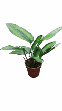 Calathea Beauty Star with 4 inch pot