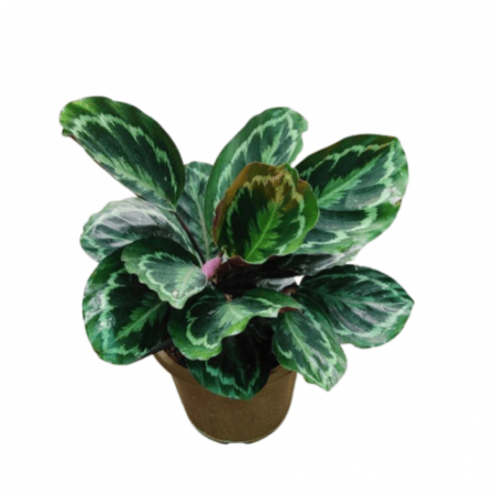 Calathea Medallion with 4 inch pot