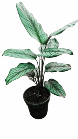 Calathea Pin stripe with 4 inch pot