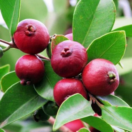 Cherry Guava Plant with nursery cover