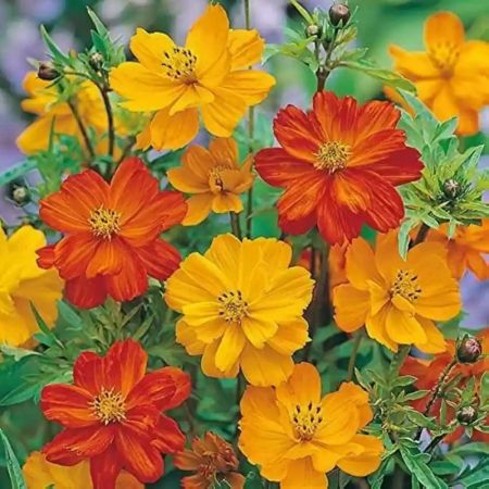 Cosmos Flower Plant