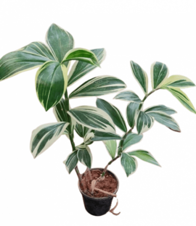 Costus Variegated Plant with 5 inch pot