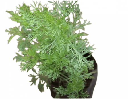 Davanam Plant with nursery cover
