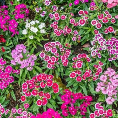 Dianthus Flower Plant