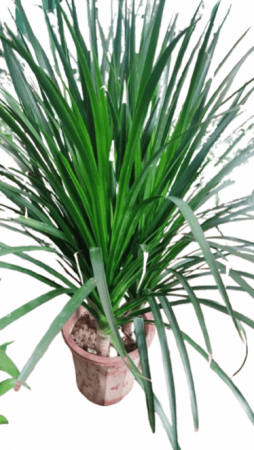Dracaena Darco with mud pot big size