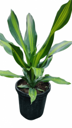 Dracena Dara Singh Plant