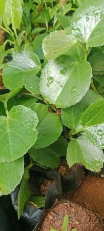 Ilai Pirandai Plant with nursery cover (Cissus Quadrangularis,Veld grape)