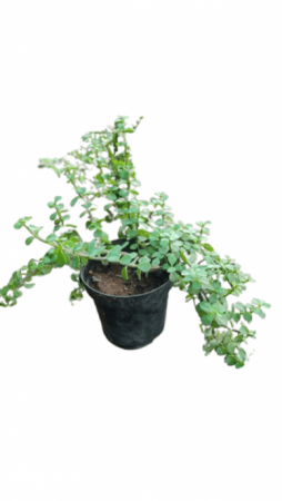 Indoor Jade Plant with nursery cover