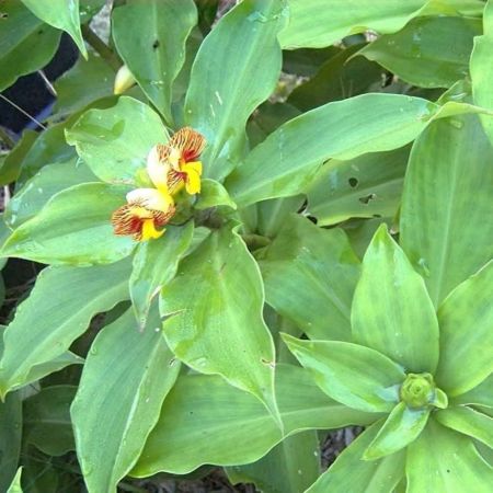 Insulin Plant with nursery cover