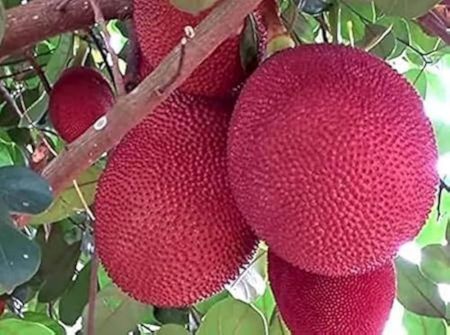 Jack Fruit Vietinam Plant (pink)