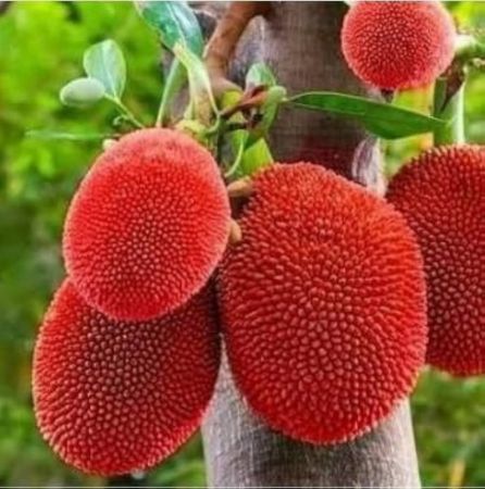 Jack Fruit Vietinam Plant (red)
