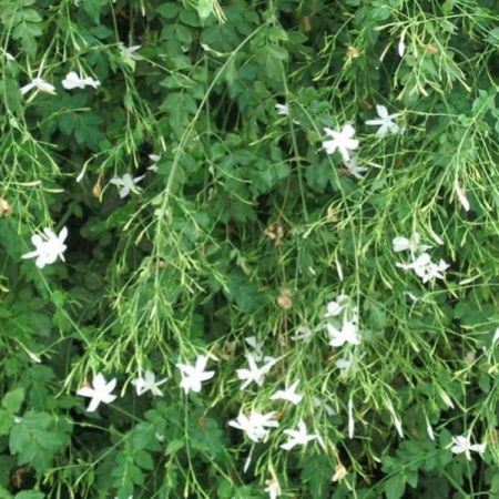 Jathi Mullai Flower Plant
