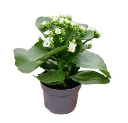 Kalanchoe White Color Flower plant